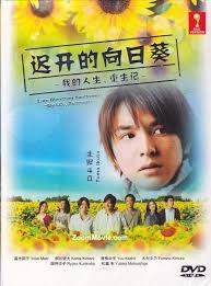 迟开的向日葵 迟开的向日葵